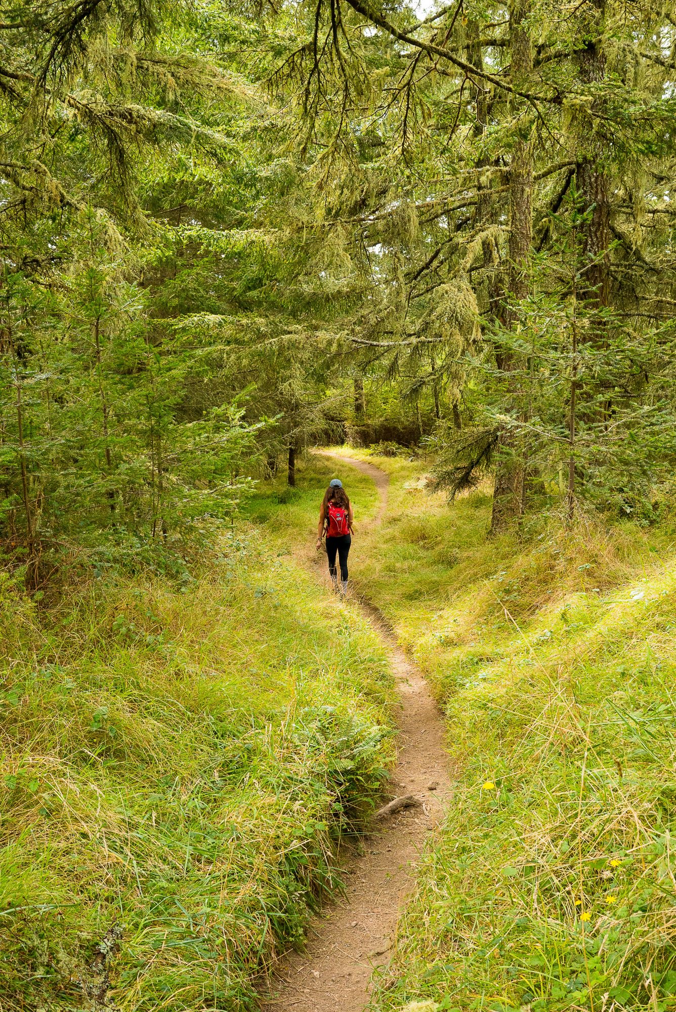 a green forest surrounds a hiker in point reyes national seashore | photo by jake landon schwartz